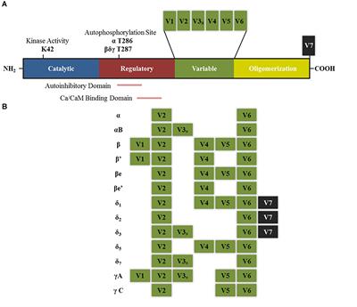 CaMKII Isoforms in Learning and Memory: Localization and Function